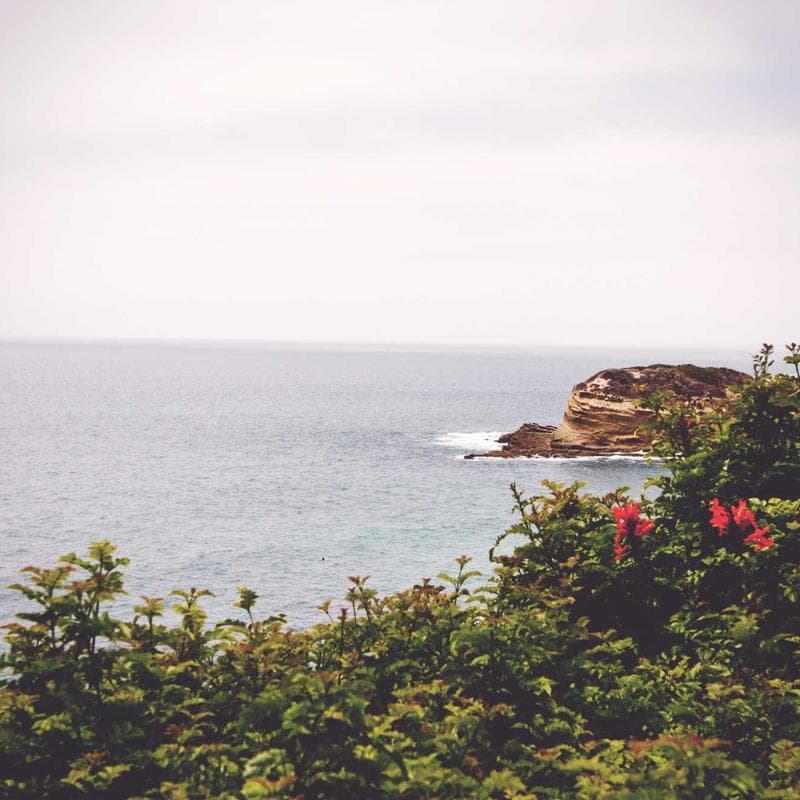 Cherry Blossom Requiem featured image