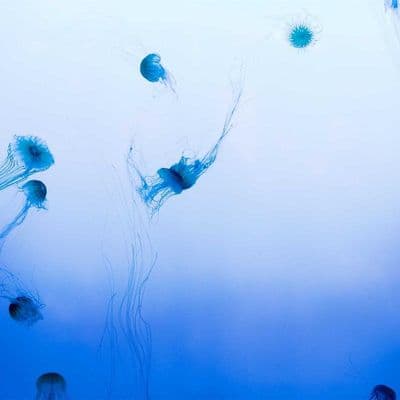 Detective James Hawthorne